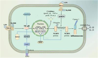 Role and mechanisms of autophagy, ferroptosis, and pyroptosis in sepsis-induced acute lung injury